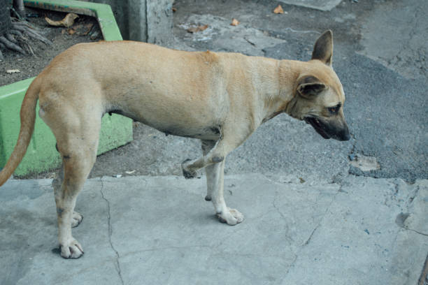 istock poor dog in bangkok 2149139254