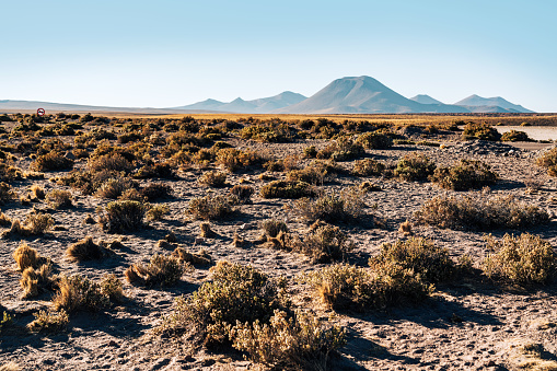 A peaceful landscape in the Atacama Desert, featuring a volcanic cone rising majestically under a clear blue sky in Chile, showcasing the arid beauty and vast tranquility of the region.