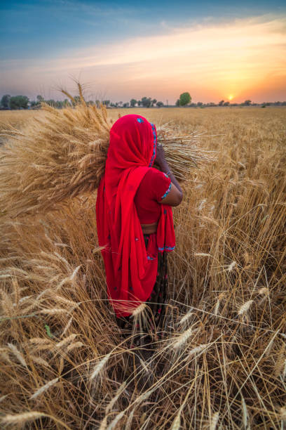 istock Indian woman carrying a wheat, India. 2149141866
