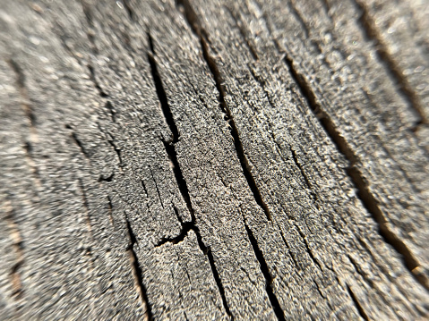 Macro photography of the texture of the old wood with a selective focus