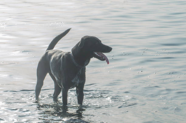 istock black dog bathes in the sea 2149142156