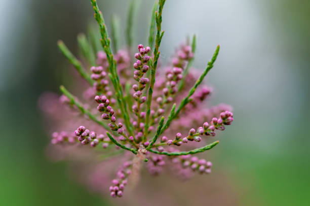 Close-up of a tamarisk branch with pink flowers