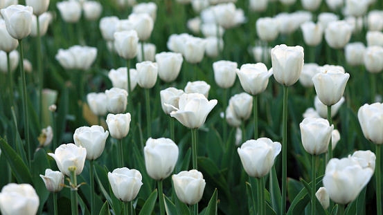 white tulip at spring