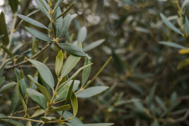 istock Olive tree branches, green leaves close-up, olive farm 2149142782