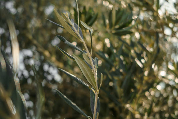 istock Olive tree branches, green leaves close-up, olive farm 2149142827