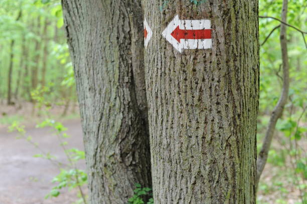 istock Walking trail marks and signs painted on trees showing direction for hikers on hiking trails in forest in Poland 2149143044