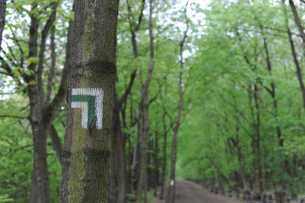 istock Walking trail marks and signs painted on trees showing direction for hikers on hiking trails in forest in Poland 2149143150