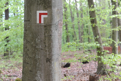 Walking trail marks and signs painted on trees showing direction for hikers on hiking trails in forest in Poland, Europe