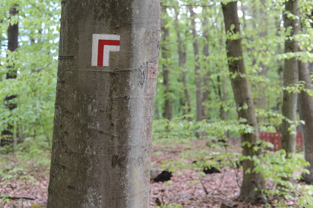 istock Walking trail marks and signs painted on trees showing direction for hikers on hiking trails in forest in Poland 2149143196