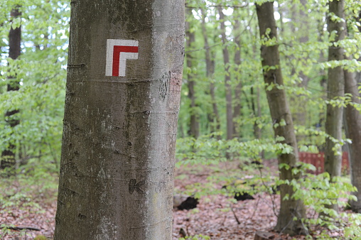 Walking trail marks and signs painted on trees showing direction for hikers on hiking trails in forest in Poland, Europe