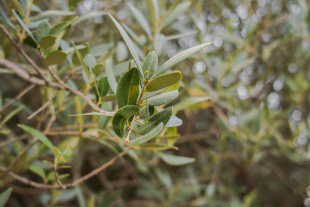 istock Olive tree branches, green leaves close-up, olive farm 2149143274
