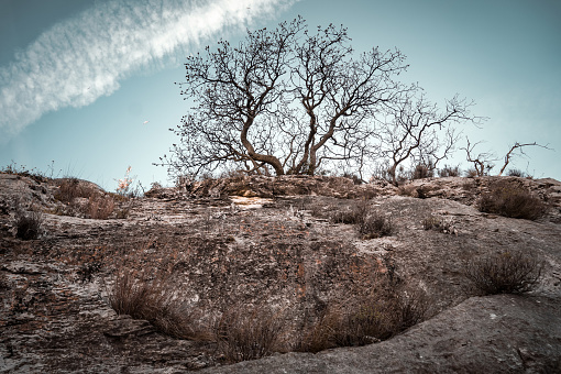 tree without leaves, dry desert land,  mountains and rocks, blue sky