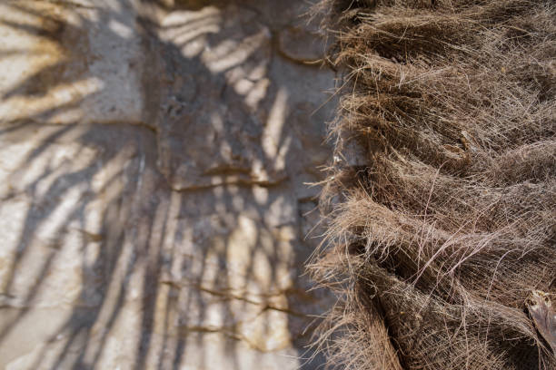 palm tree silhouette, textured and hairy palm tree trunk, close-up photography, calm colors