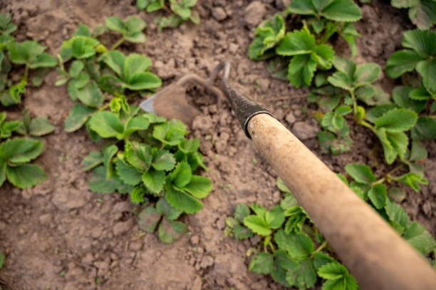 Gardening tools weed strawberries in the garden. Selective focus.