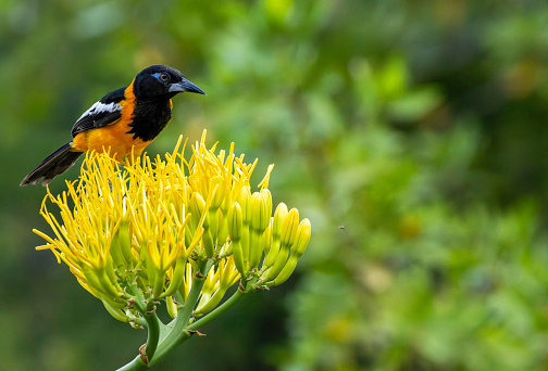 Venezuelan Troupial feeding on the insects as  top of a Century Plant in Curaçao.