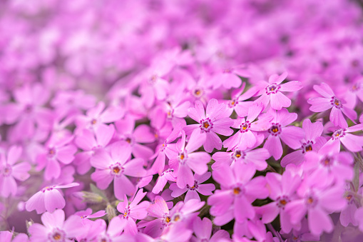 Close up of pink flowers, Phlox subulata