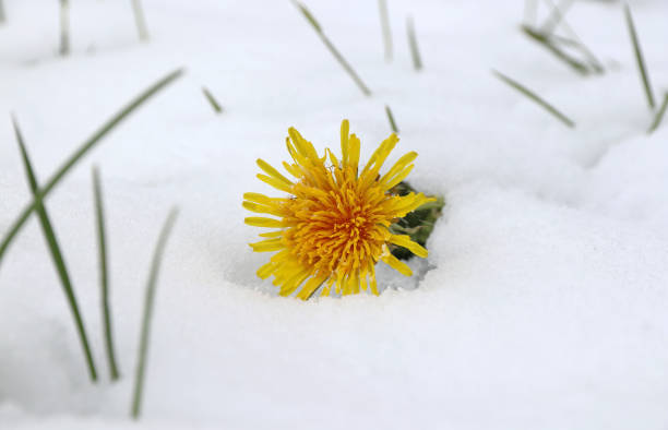 Photo is taken with full frame dslr camera outdoors.