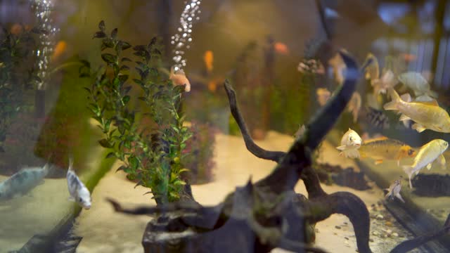 Aquarium fish and algae in a freshwater aquarium.