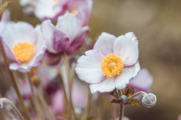 Anemone hupehensis blossom