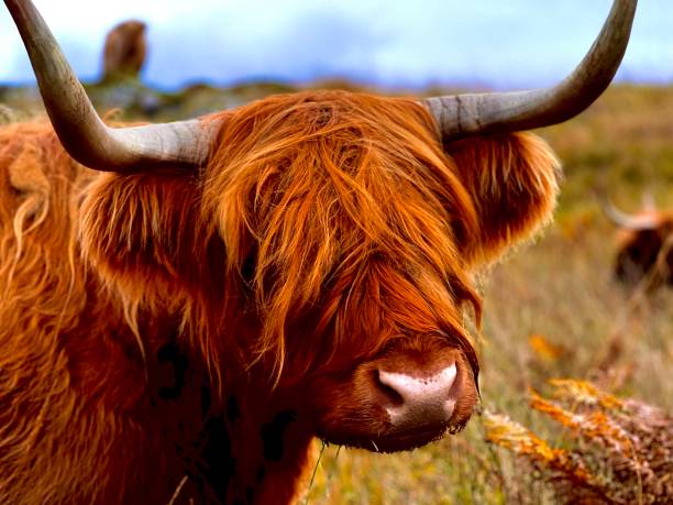 A highland cow looking at the camera in Scotland