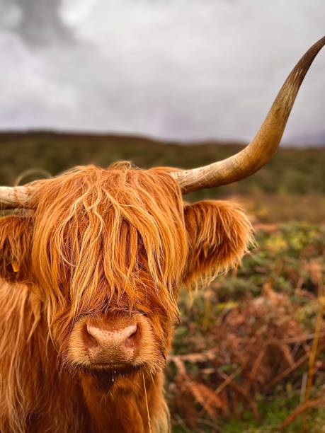 istock A highland cow looking at the camera 2149145668