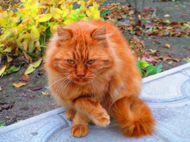 A beautiful ginger cat with thick fur and soft wavy whiskers sitting on a gray stone surface. The bright red color of his coat, expressive eyes and posture contrast perfectly with the gray background