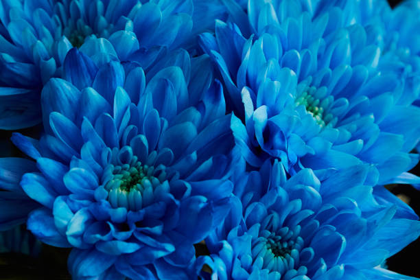 Blue chrysanthemums on a black background, blue flowers on a black background