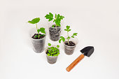 Young seedlings for the garden and vegetable garden in plastic cups