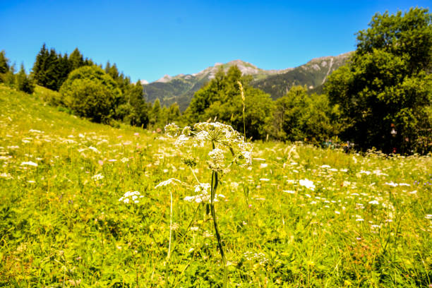 Photo picture Panorama view of Alps peaks background