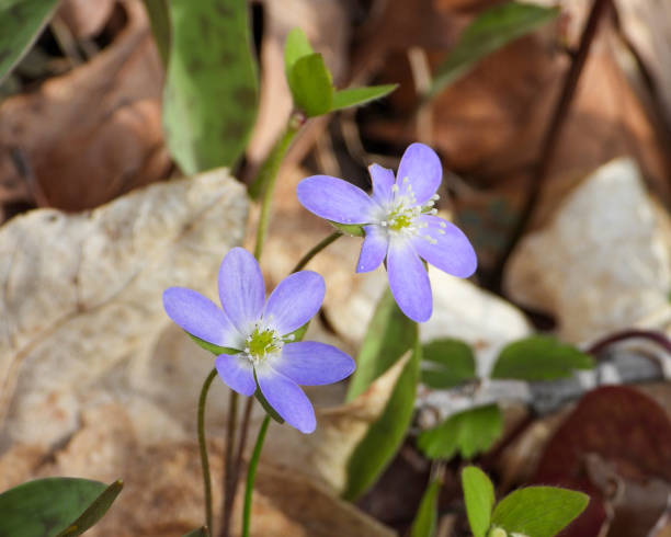 istock Anemone acutiloba (Sharp-lobed Hepatica) Native North American Woodland Wildflower 2149147224