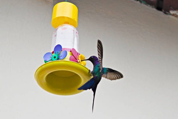 istock hummingbird sipping nectar with its beak on a fake flower from a feeder while hovering in the air. 2149147266