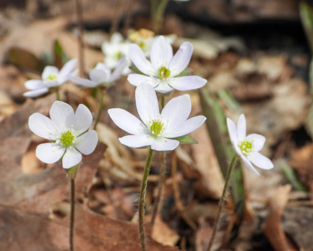 istock Anemone acutiloba (Sharp-lobed Hepatica) Native North American Woodland Wildflower 2149147319