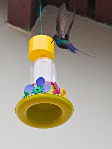 istock Hummingbird (Swallow-tailed Hummingbird - (Eupetomena macroura), approaching a colorful plastic eater, hanging from the roof eaves. 2149147399