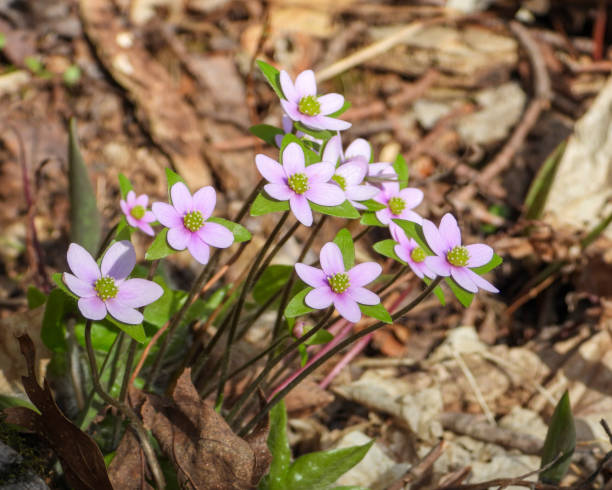 istock Anemone acutiloba (Sharp-lobed Hepatica) Native North American Woodland Wildflower 2149147404