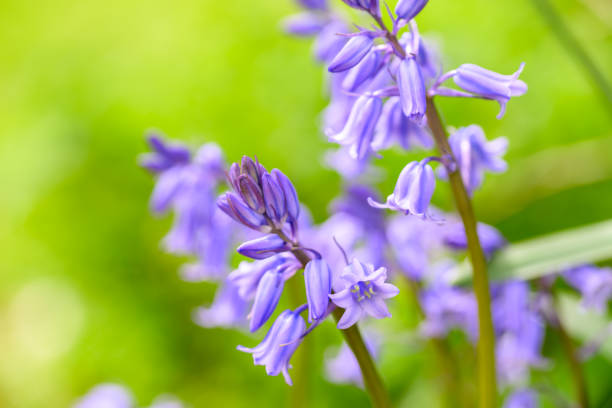 istock An array of spring flowering bluebells, Hyacinthoides non-scripta, against the defocused green background 2149147531