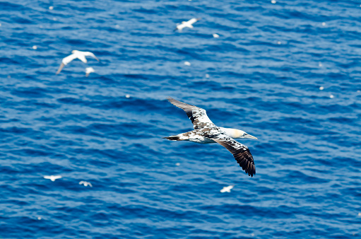 Northern gannet in flight above the ocean