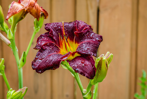Delicate red daylily after a rain