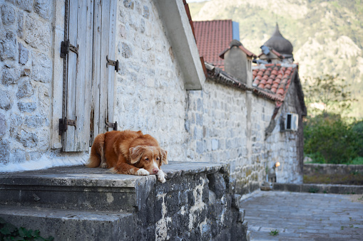 Nova Scotia Duck Tolling Retriever dog rests on an old stone doorstep, its soulful gaze reflecting a story.