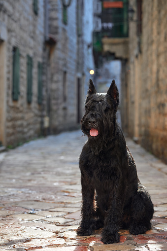A black Schnauzer dog sits patiently on a street in a historic shopping district, exuding the timeless elegance of the city
