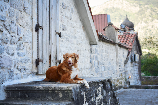 Nova Scotia Duck Tolling Retriever dog rests on an old stone doorstep, its soulful gaze reflecting a story.