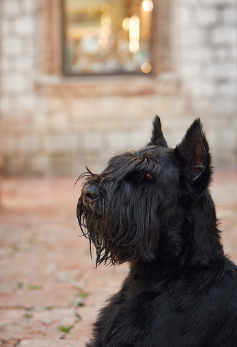 A thoughtful black Schnauzer gazes into the distance, its expressive eyes and beard giving it a wise demeanor against a blurred urban backdrop.