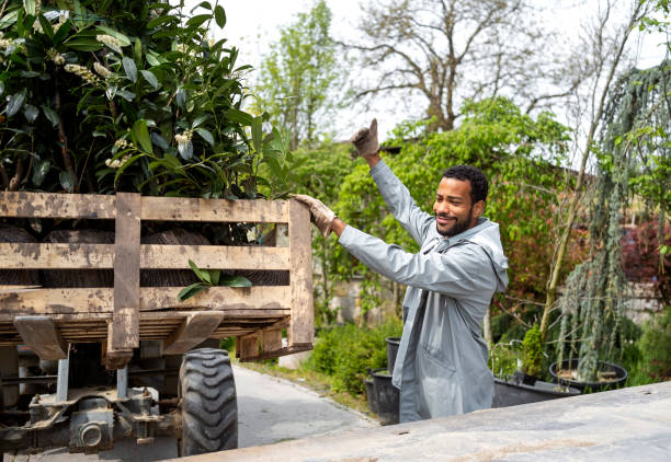 istock Diligent Gardener Prepares Plants for Transportation 2149151048