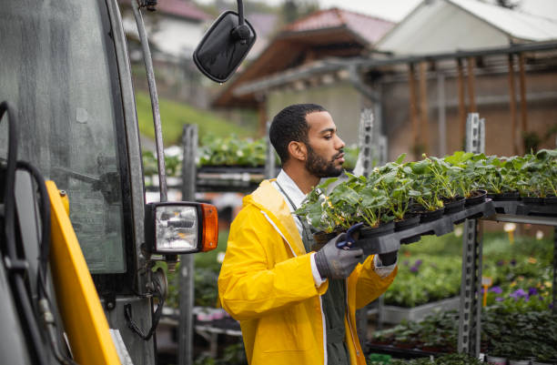 istock African American Gardener Tending Plants at Nursery 2149151120