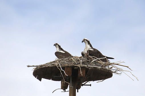 Two Osprey (pandion haliaetus) perched on a platform nest