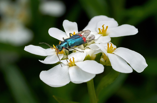 Malachite Beetle (Malachius bipustulatus) male with slightly opened wings on an Evergreen Candytuft (Iberis sempervirens), Germany