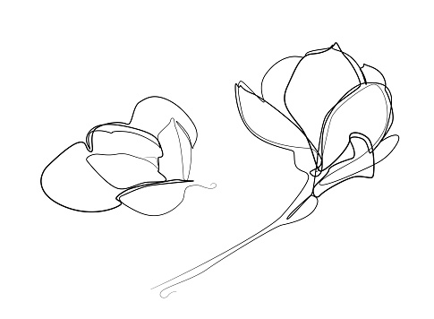 Continuous Line Magnolia FlowerVector Icon, Monoline Flowering Magnolia Stellata, One Line Star Magnolia Silhouette, Shapes Vector Illustration
