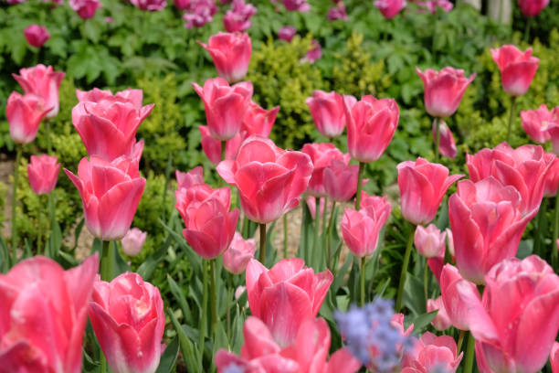 istock Bright pink triumph tulip, tulipa Memphis in flower. 2149152124