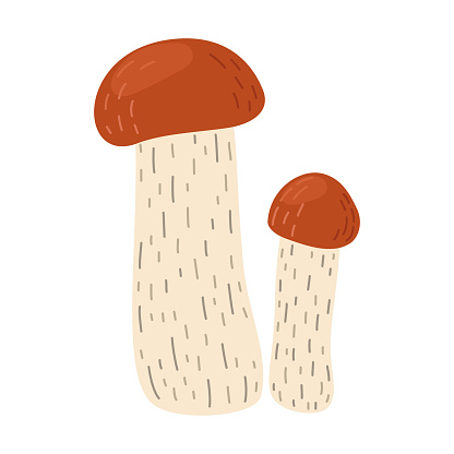 Orange birch bolete mushroom. Leccinum fungi. Edible forest mushrooms. Vegetarian fungi brown cap boletus. Botanical flat vector illustration isolated on white background.
