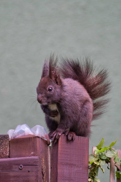 Sciurus vulgaris aka The red squirrel (black form) in residential area. Nature of Czech republic. hiding eurasian red squirrel (sciurus vulgaris) stock pictures, royalty-free photos & images