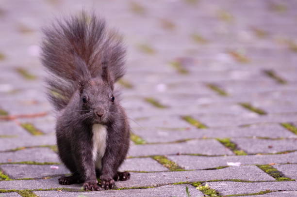Sciurus vulgaris aka The red squirrel (black form) is sitting on the pavement in residential area. Nature of Czech republic. hiding eurasian red squirrel (sciurus vulgaris) stock pictures, royalty-free photos & images